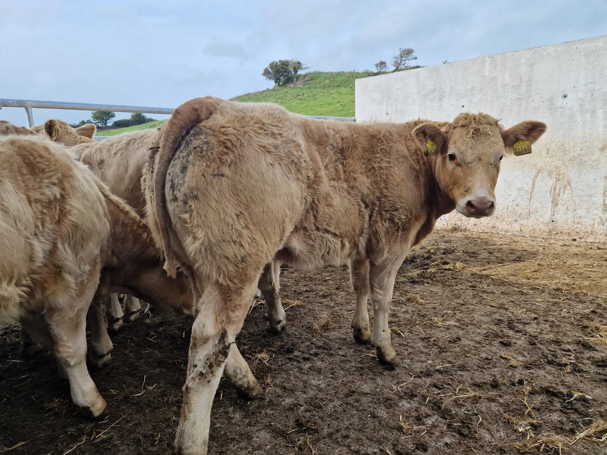 **200 Weanling Heifers** - Image 4