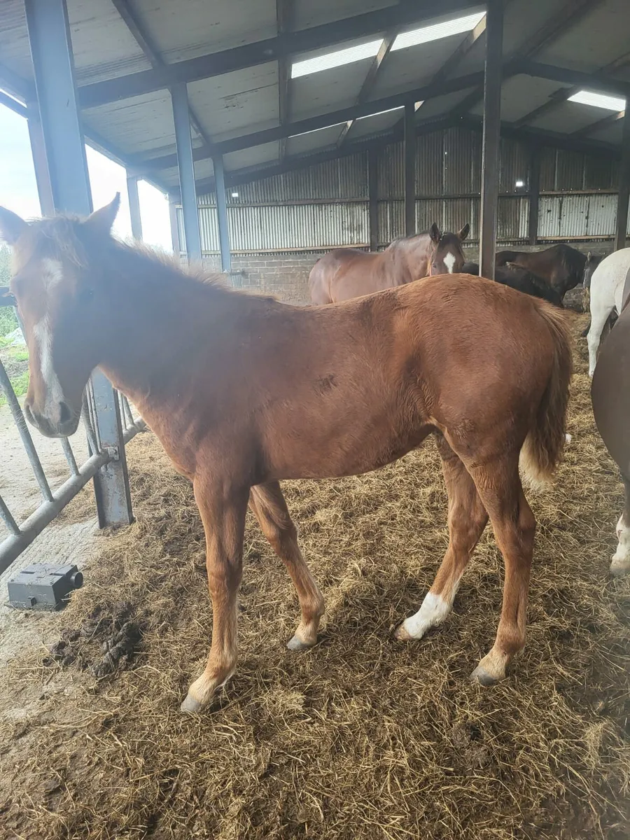 2 TIH fillies in drumshanbo 26th oct for sale in Co. for €