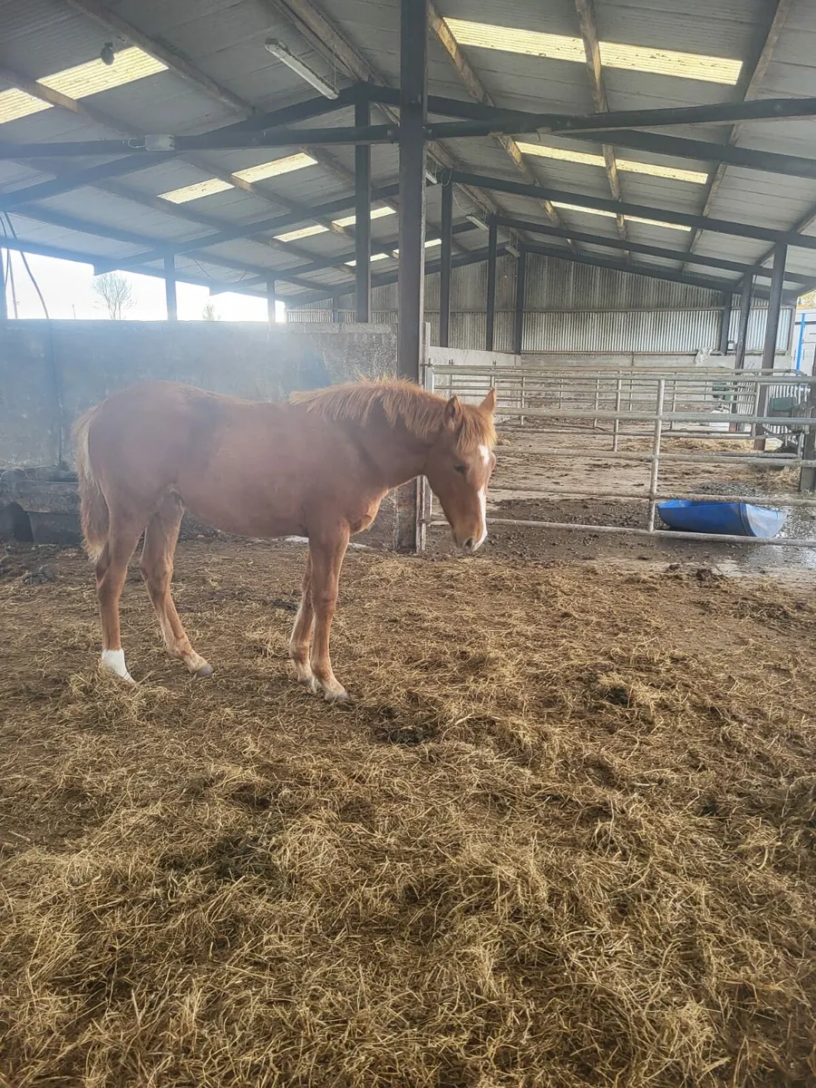 2 TIH fillies in drumshanbo 26th oct for sale in Co. for €