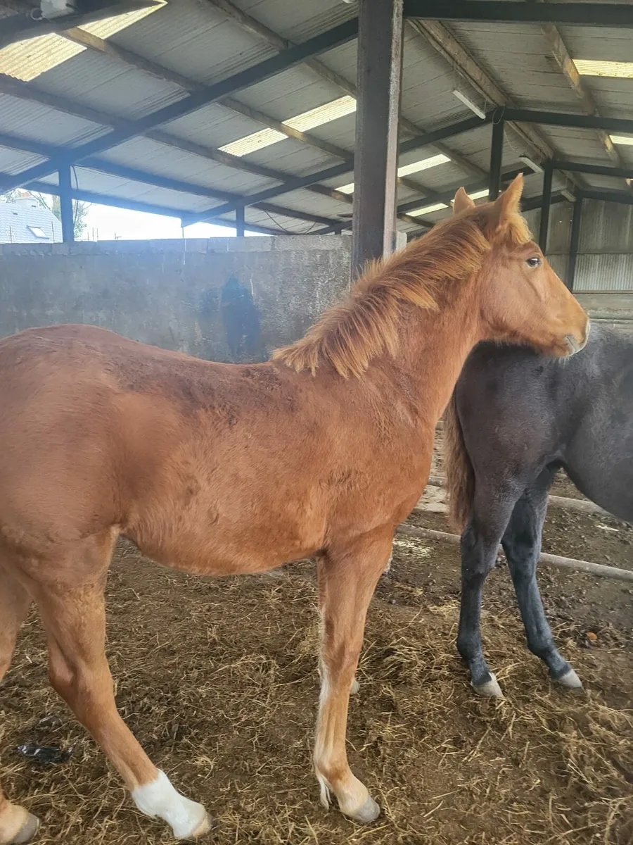 2 TIH fillies in drumshanbo 26th oct for sale in Co. for €