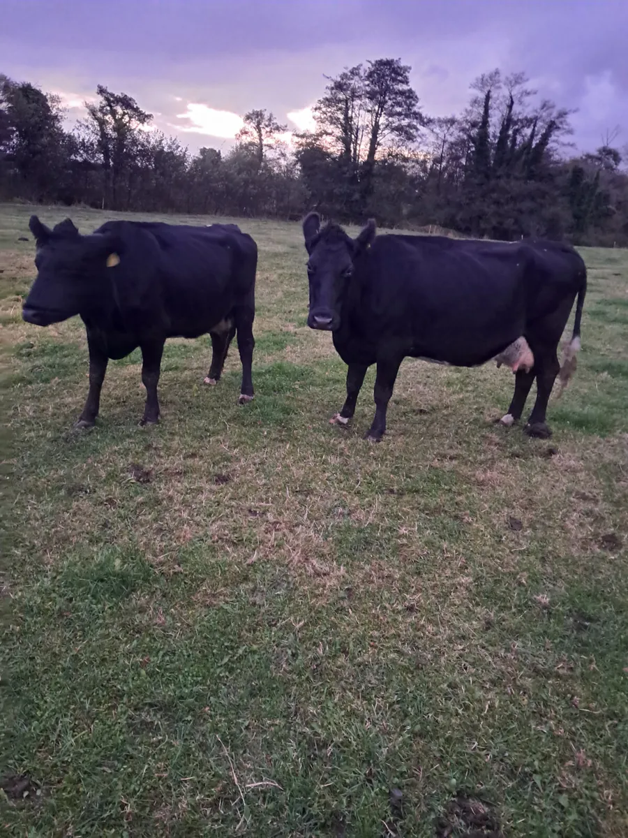 Incalf cows - Image 1