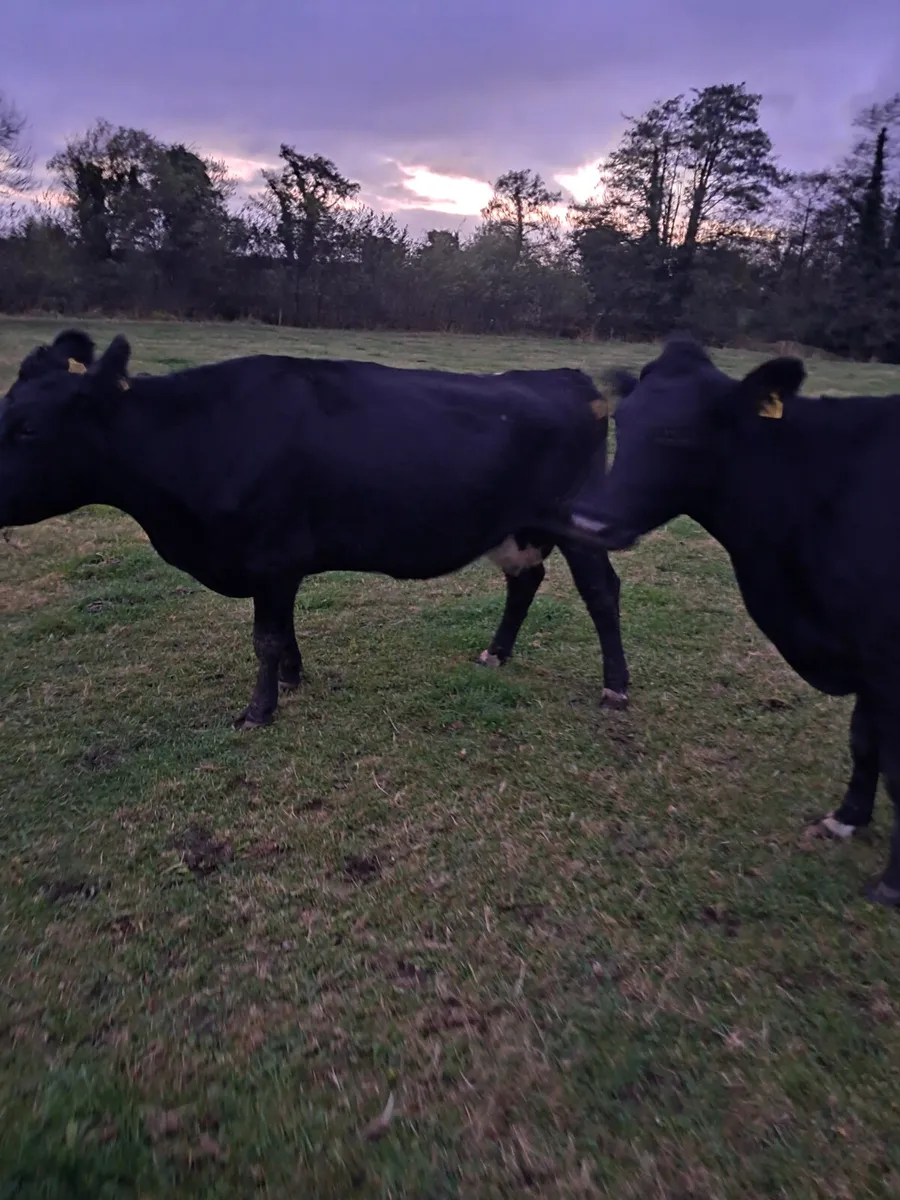Incalf cows - Image 2