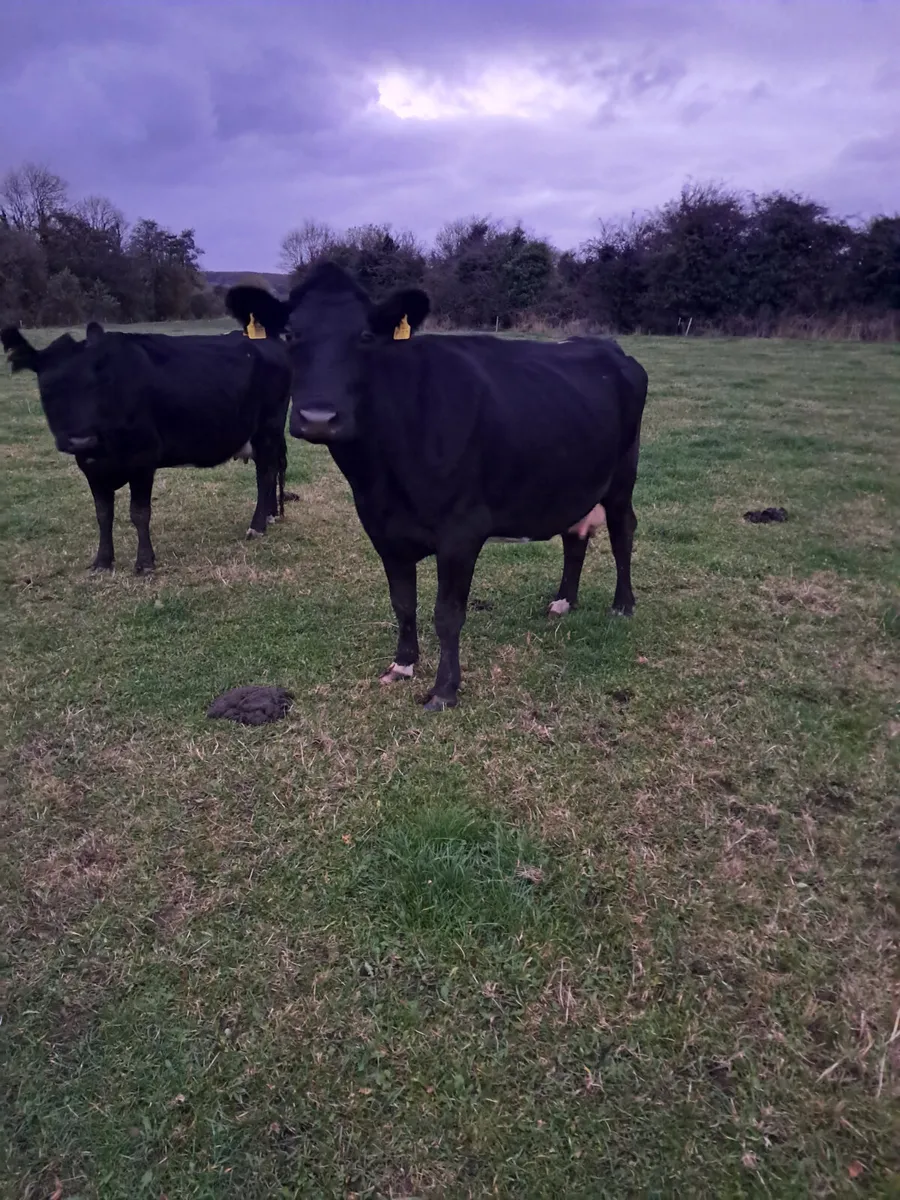 Incalf cows - Image 3