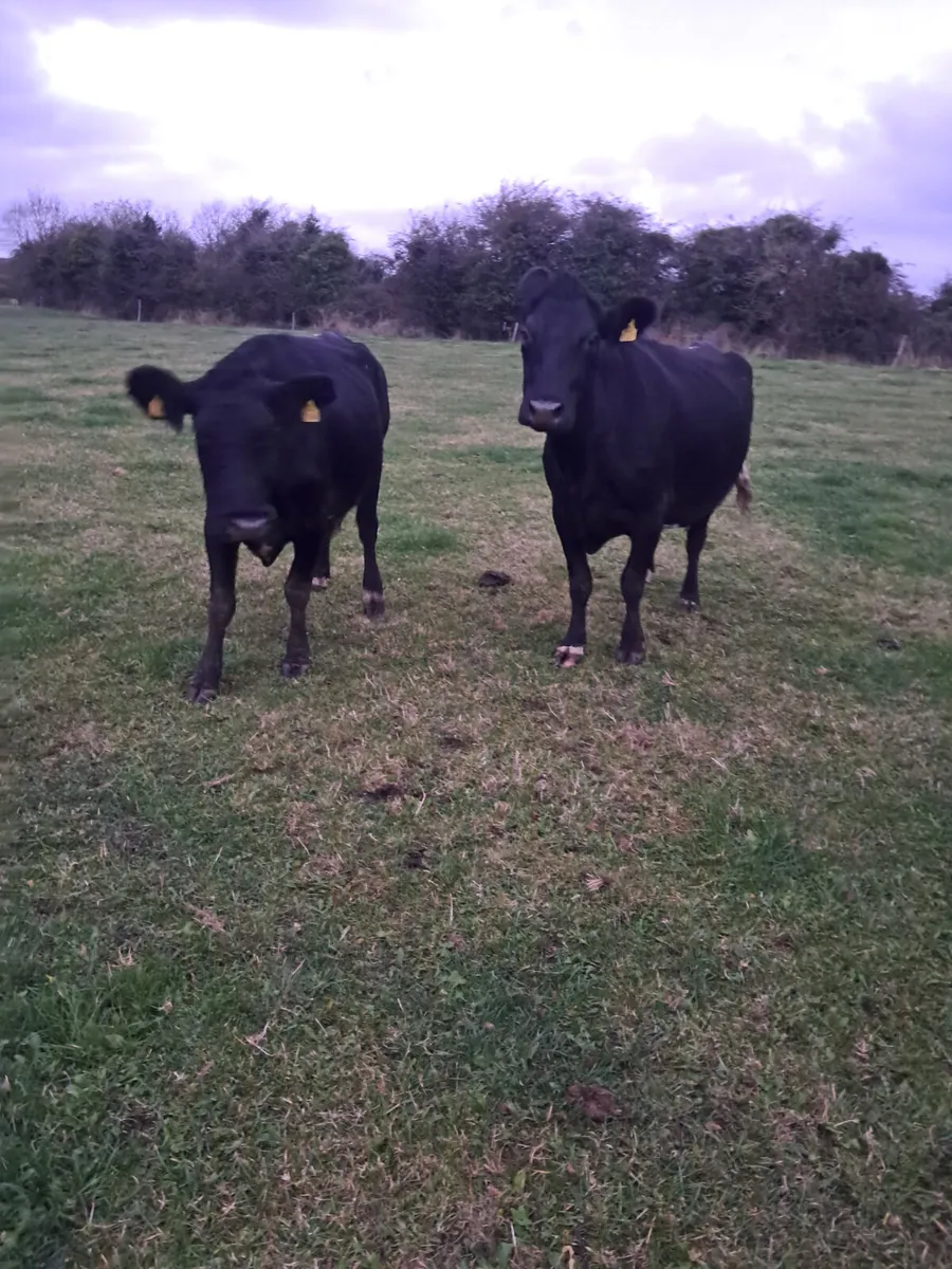 Incalf cows - Image 4