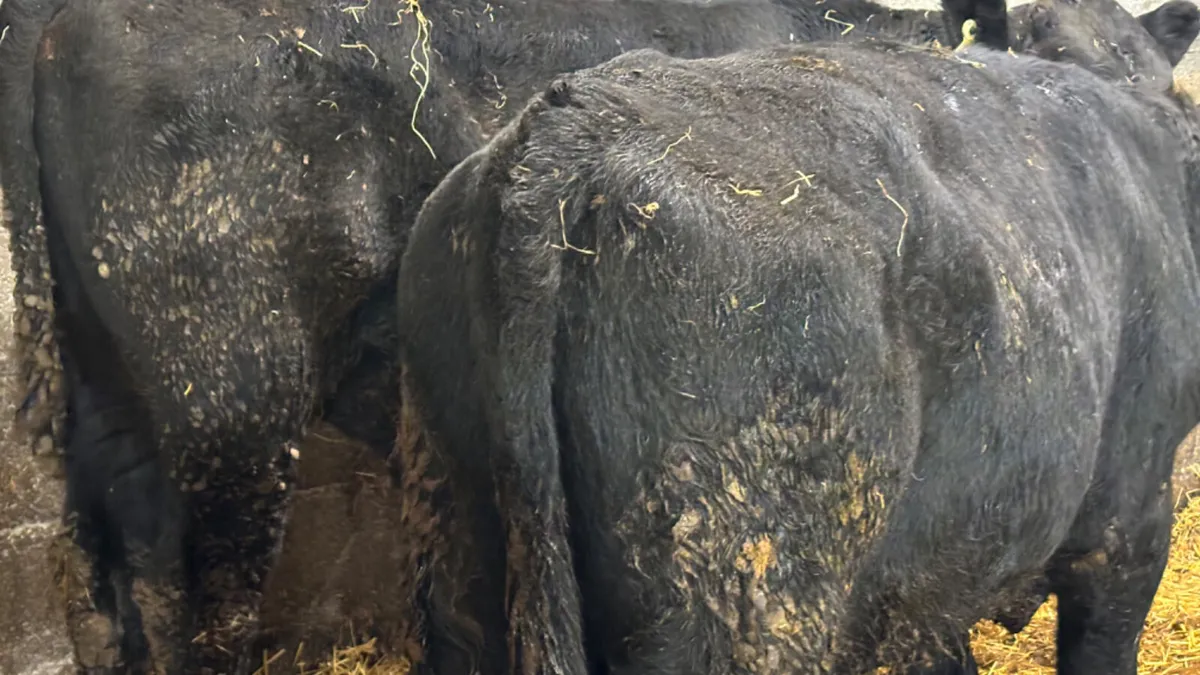 2 Aberdeen Angus Bullocks - Image 2
