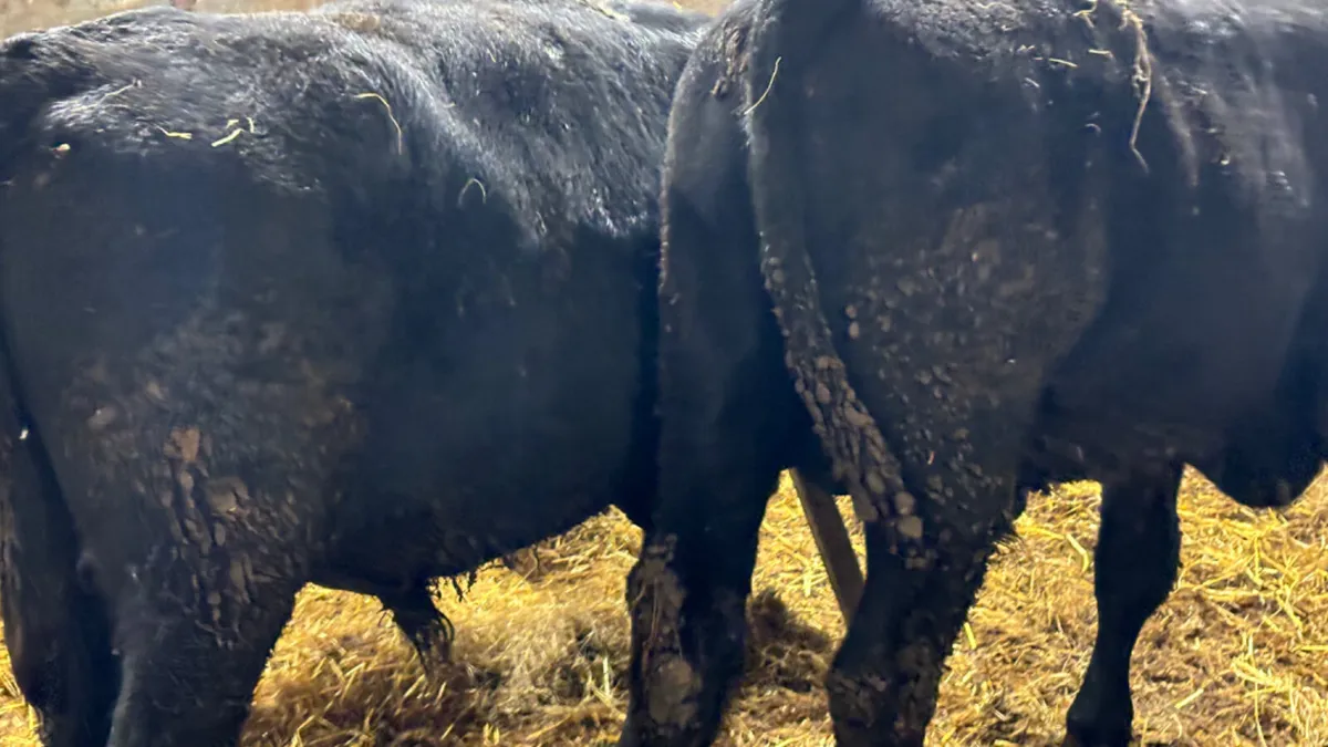2 Aberdeen Angus Bullocks - Image 3