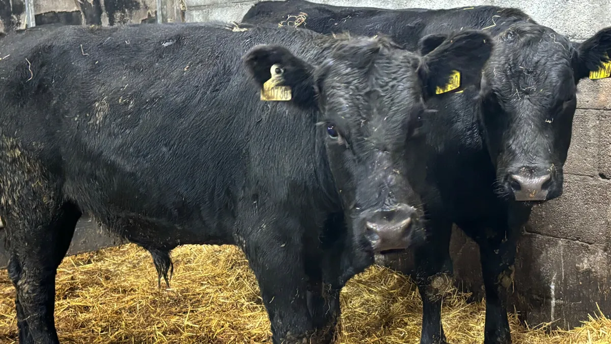 2 Aberdeen Angus Bullocks - Image 4