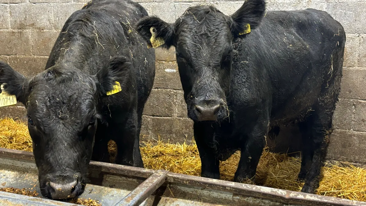 2 Aberdeen Angus Bullocks - Image 1