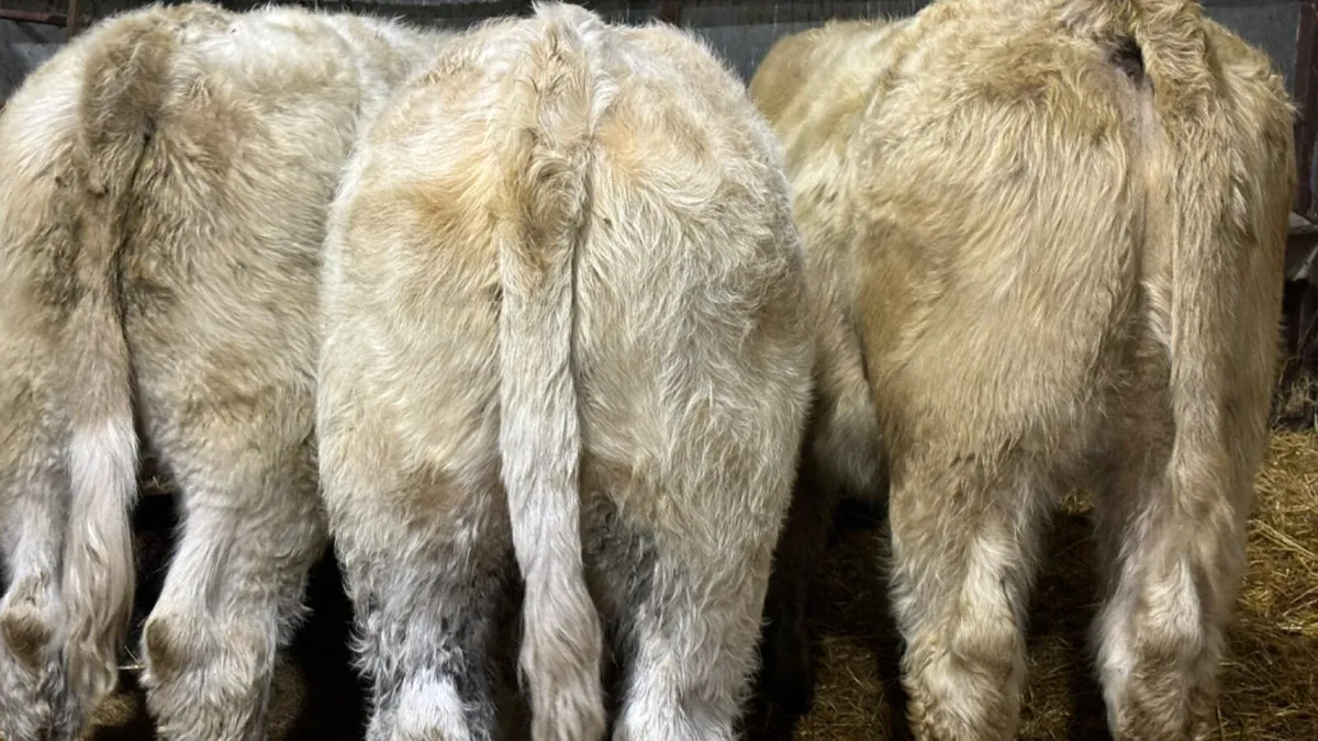 3 Super Charolais Bull Wealings - Image 2