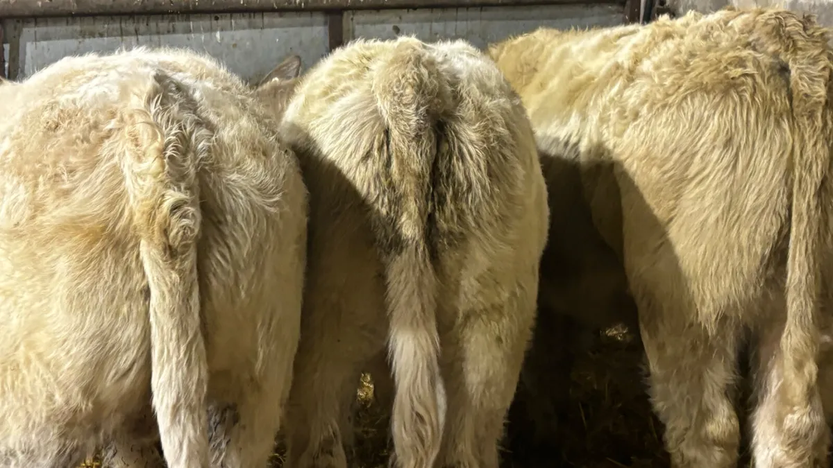 3 Super Charolais Bull Wealings - Image 3