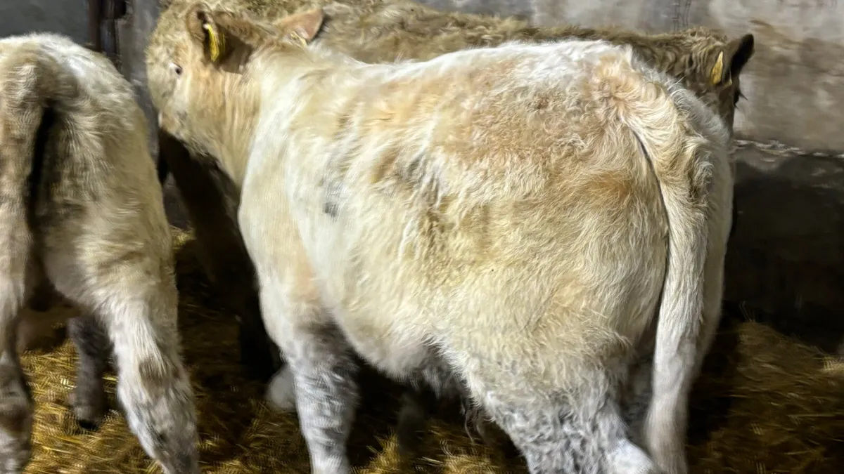 3 Super Charolais Bull Wealings - Image 4