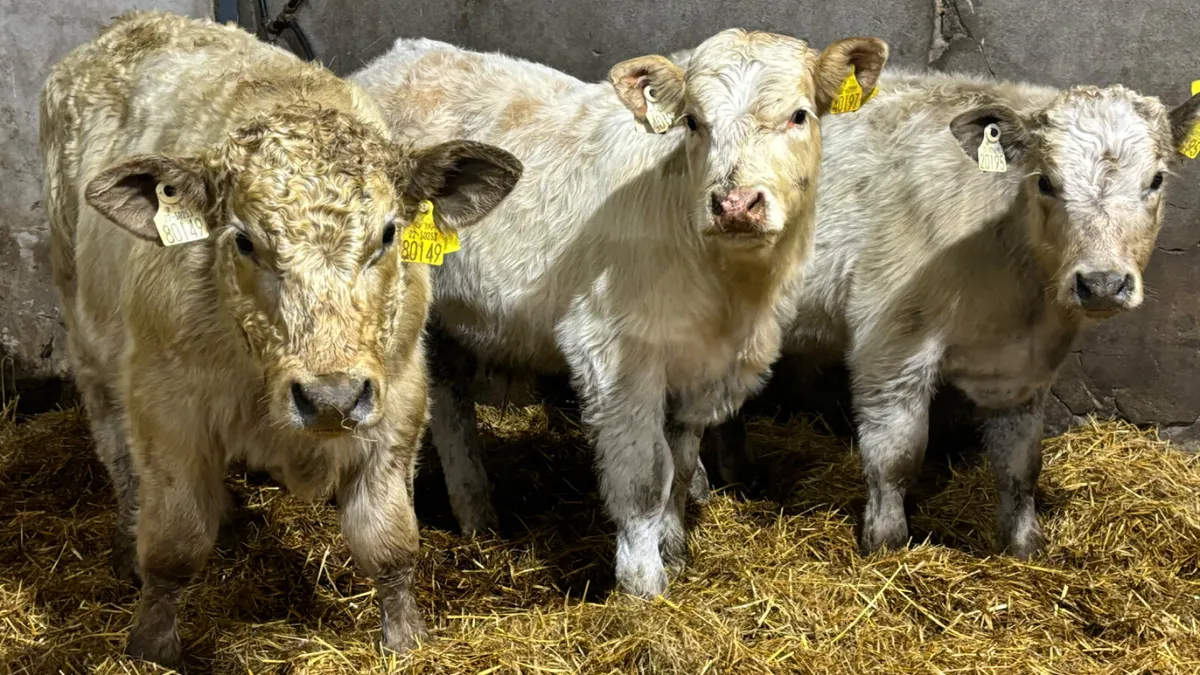 3 Super Charolais Bull Wealings - Image 1