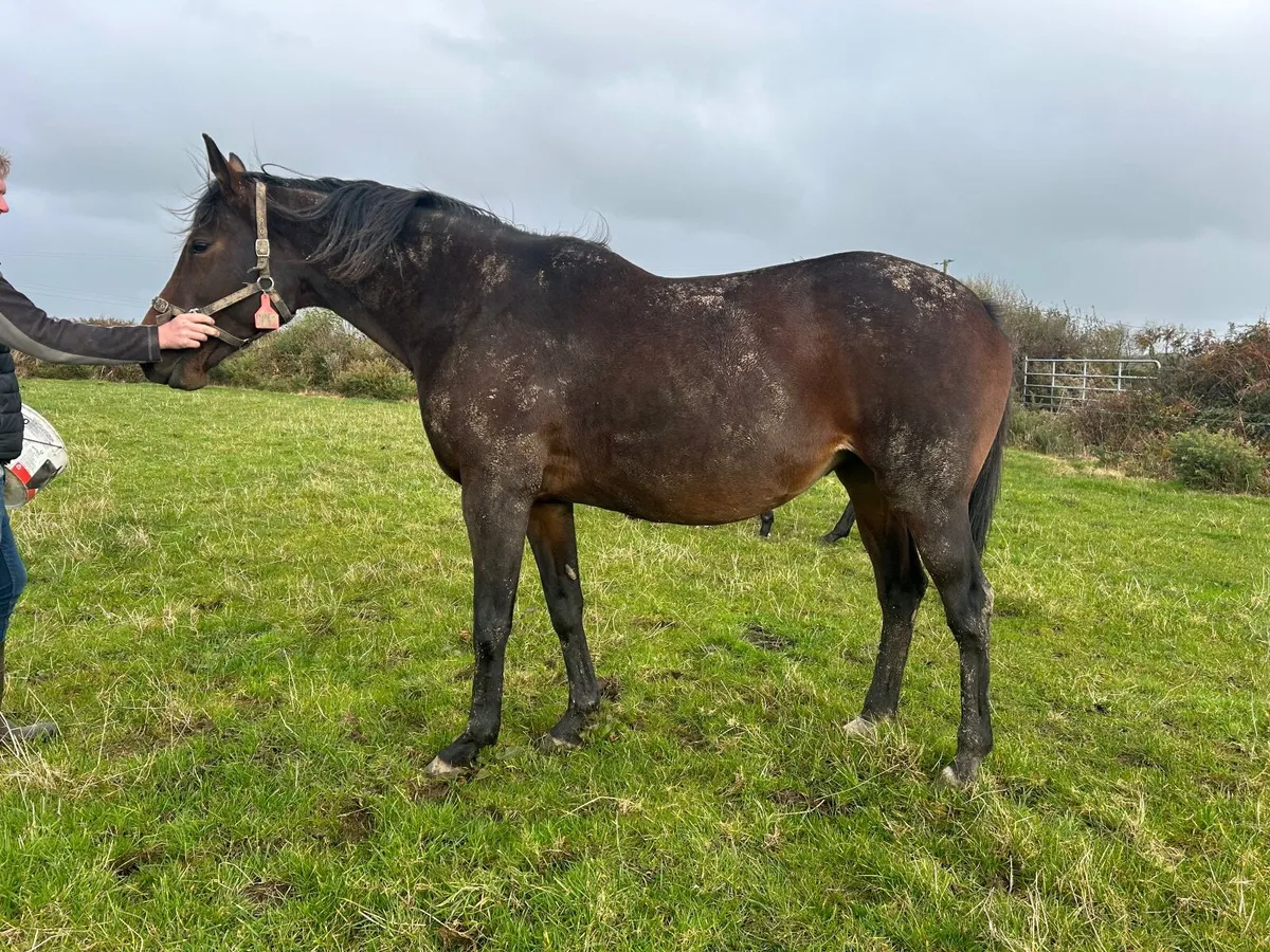 Thoroughbred Broodmare for sale in Co. Wexford for €0 on DoneDeal