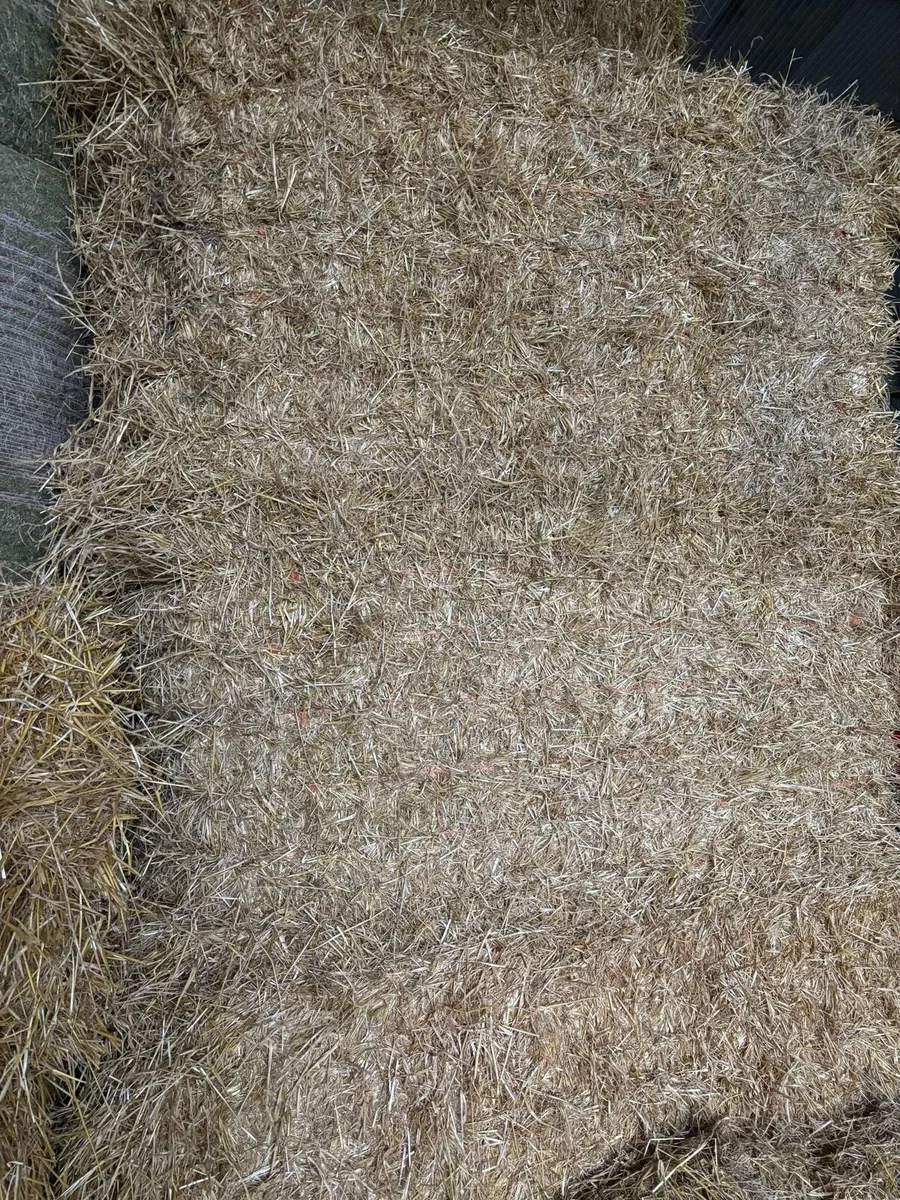 Hay & straw - Image 3