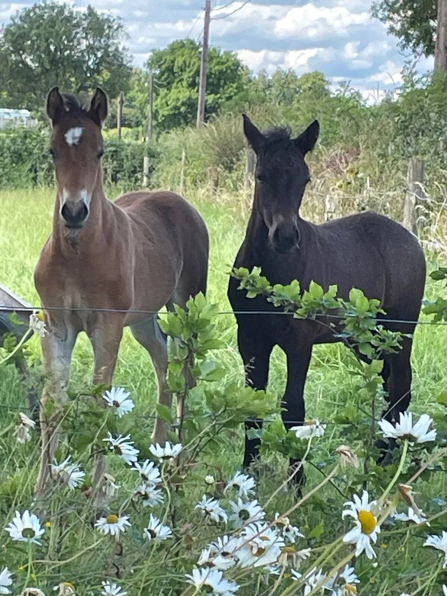 Connemara Colt for sale in Co. Westmeath for €1,234 on DoneDeal