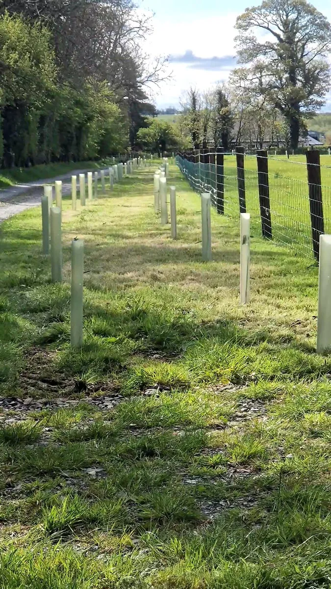 Tree and hedge planting - Image 1