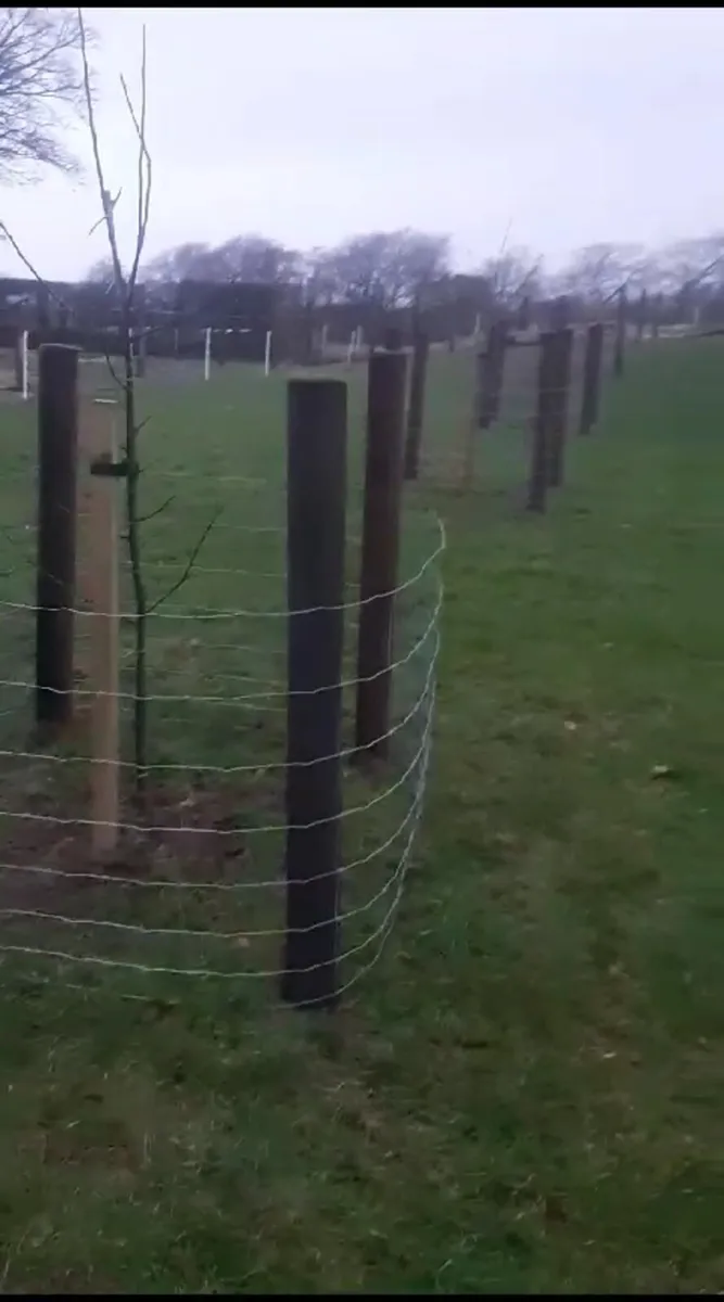 Tree and hedge planting - Image 2