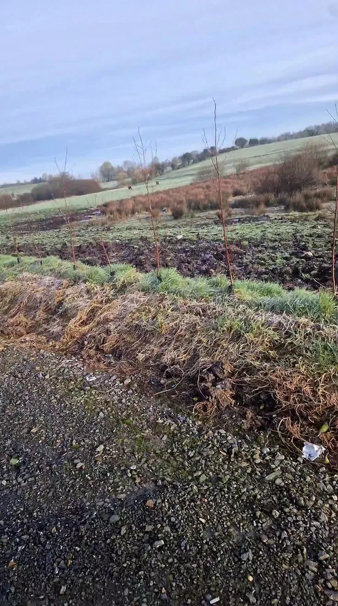 Tree and hedge planting - Image 4