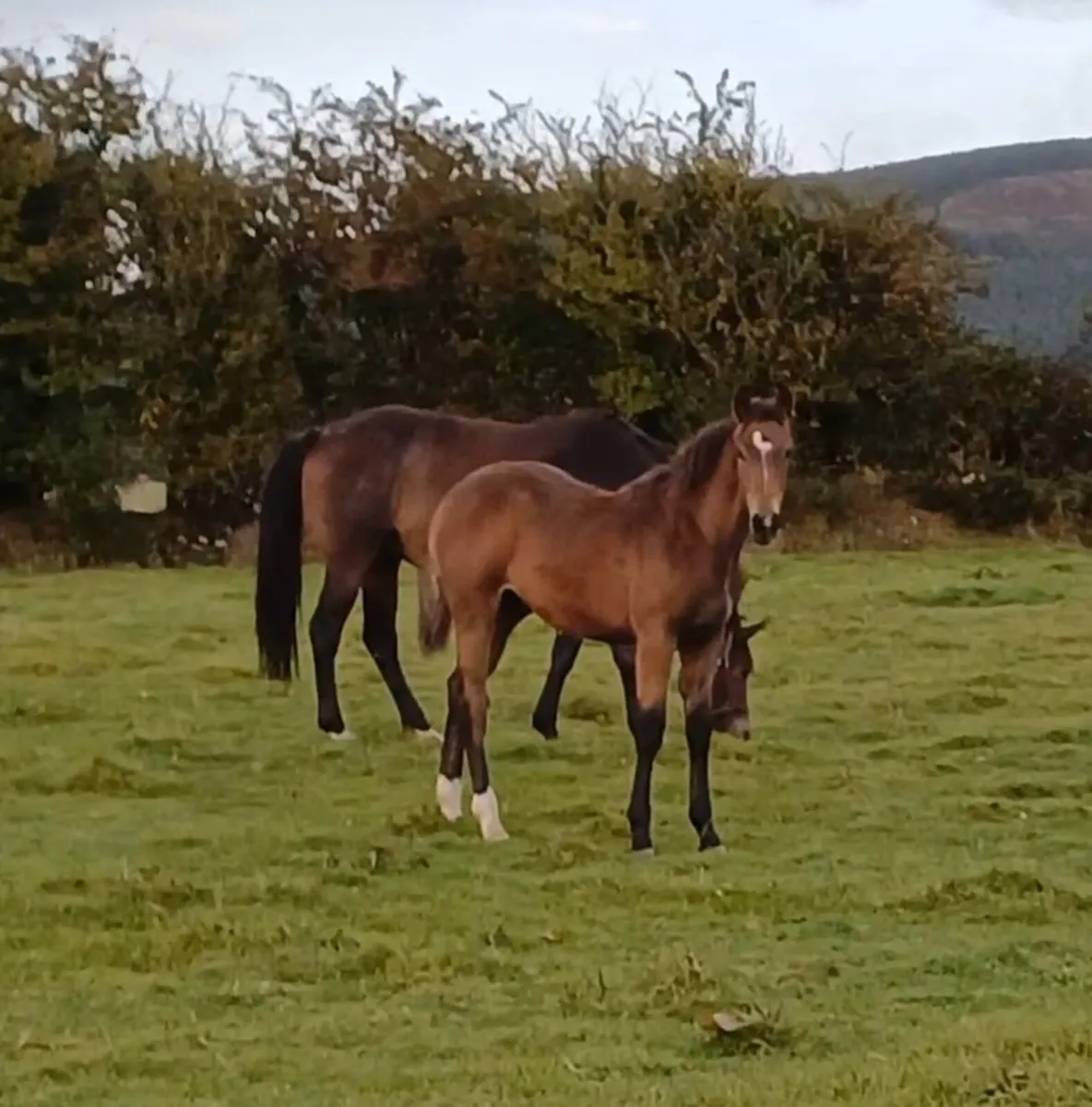 Colt Foal for sale in Co. Tipperary for €3,200 on DoneDeal
