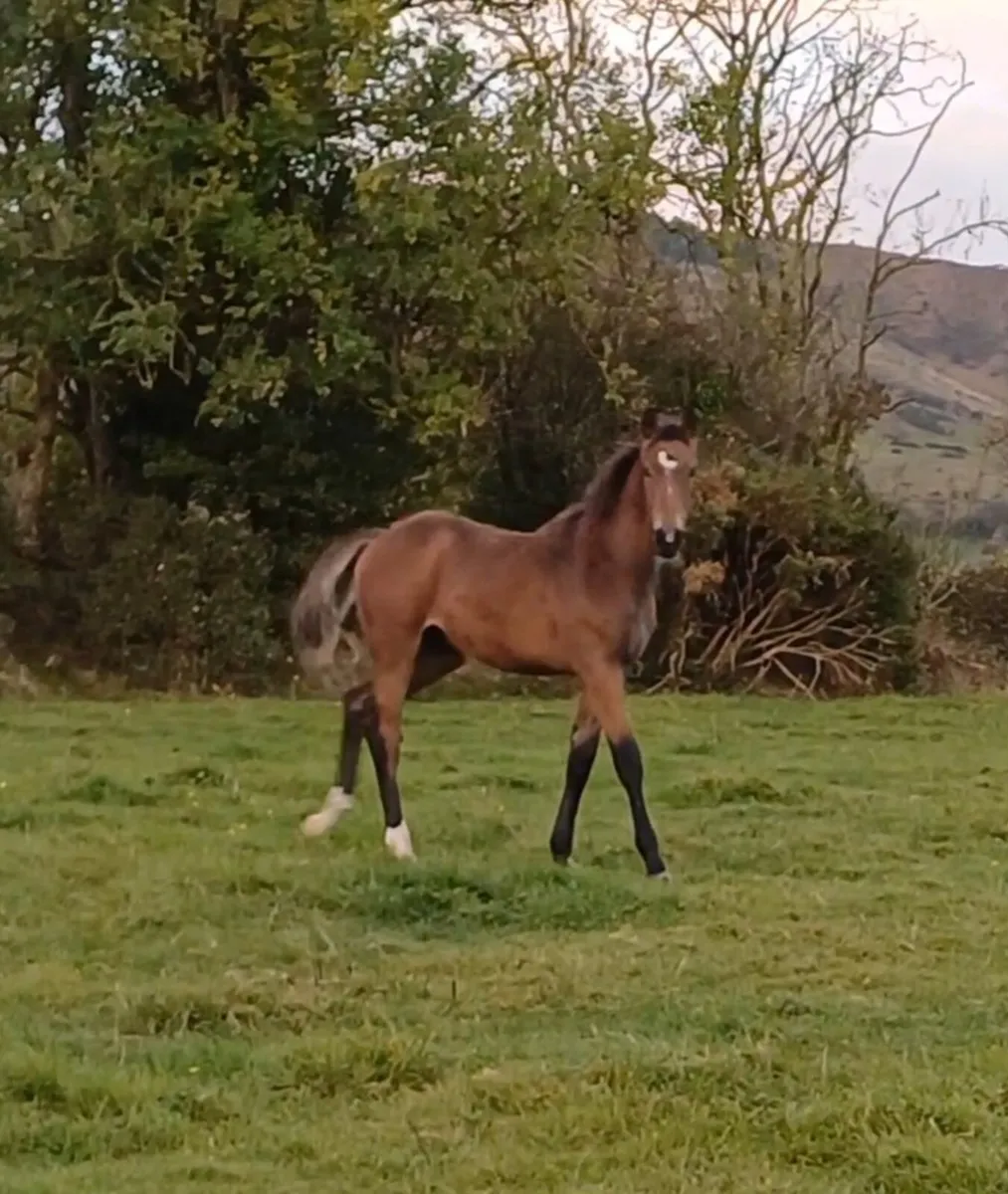 Colt Foal for sale in Co. Tipperary for €3,200 on DoneDeal