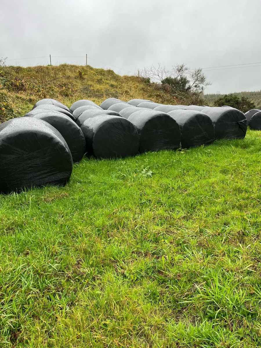 Silage Bales - Image 2