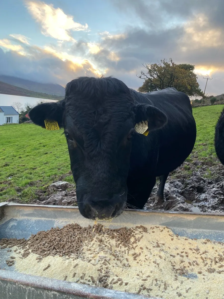 Kerry Cattle for sale in Co. Kerry for €0 on DoneDeal