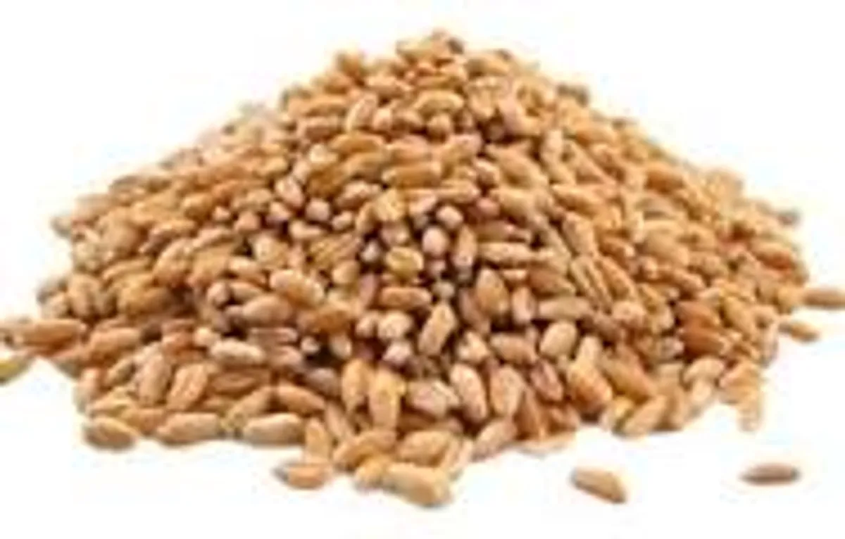 Organic Wheatgrass Seed - Image 3