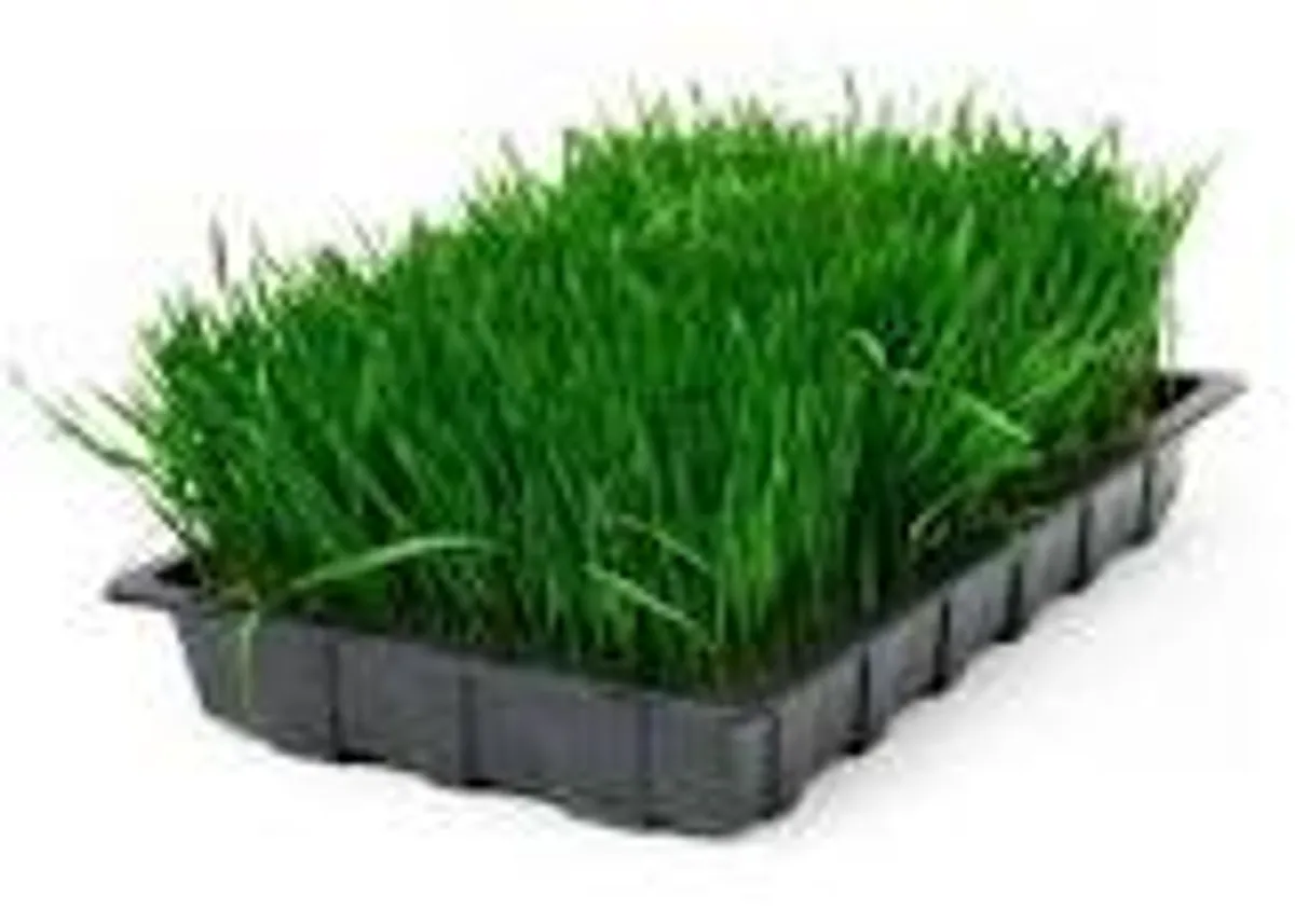 Organic Wheatgrass Seed - Image 1