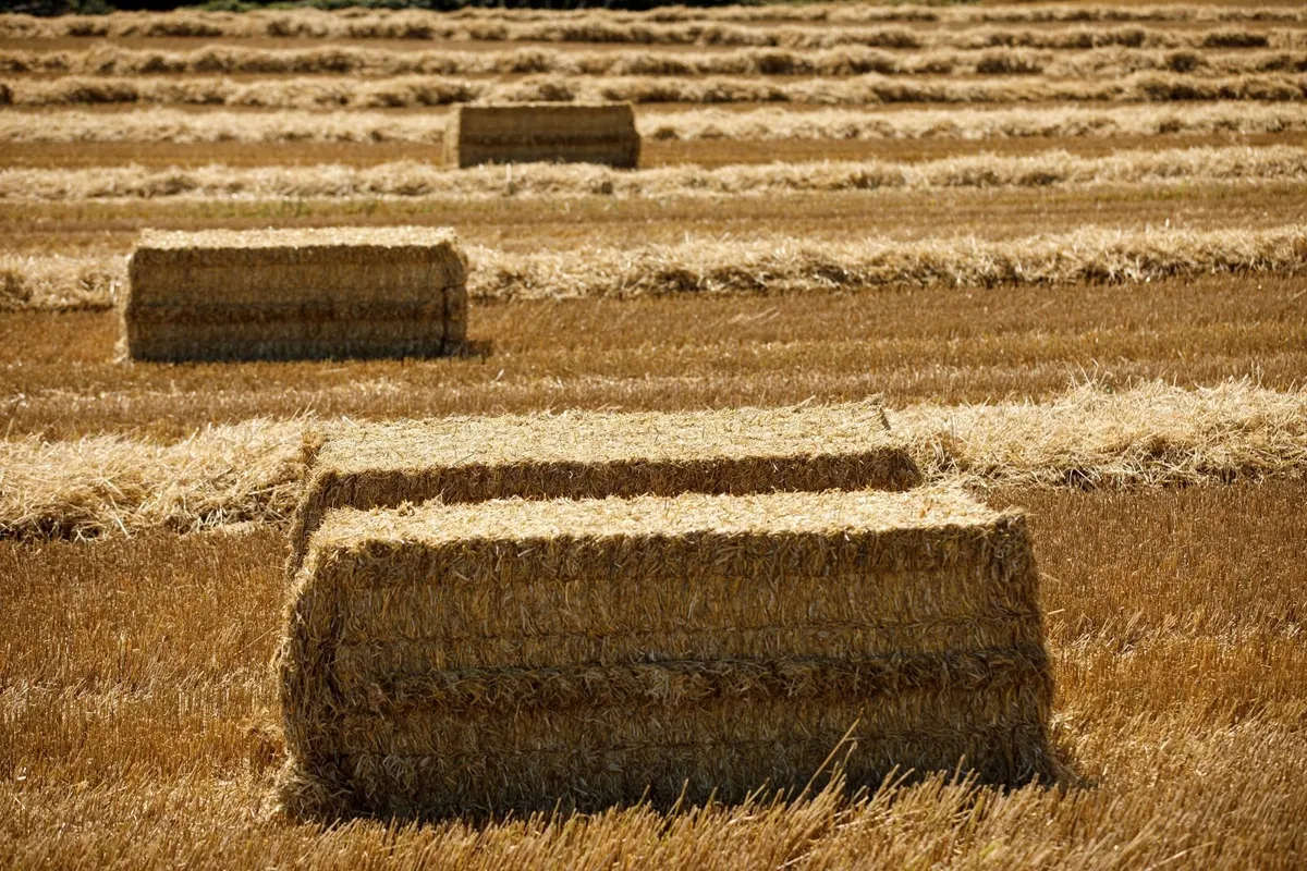 Order now barley, wheaten and oaten straw - Image 3