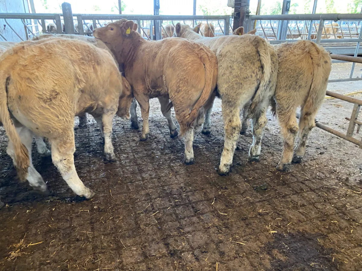Do U Need Bullocks - Image 3