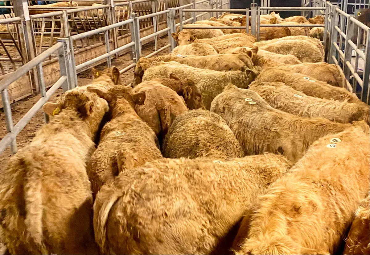 Do U Need Charolais Bullocks - Image 4