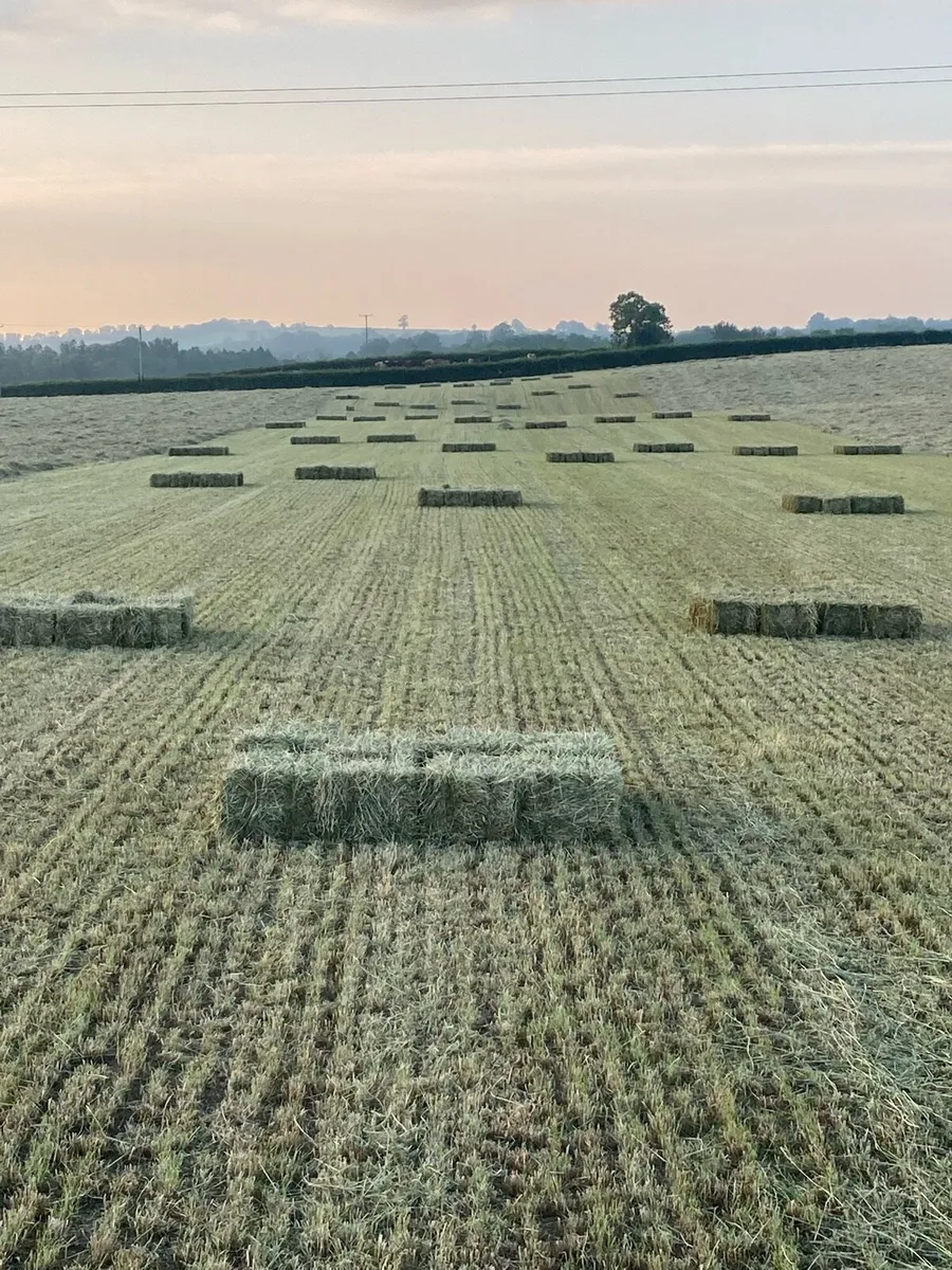 Horse Hay for sale - Image 2