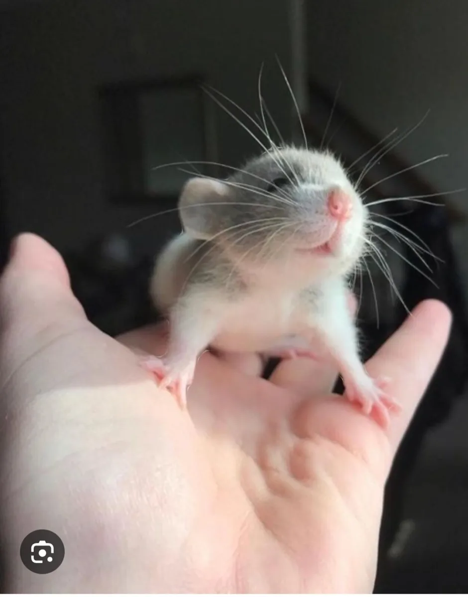 Pet Rat babies - Image 1