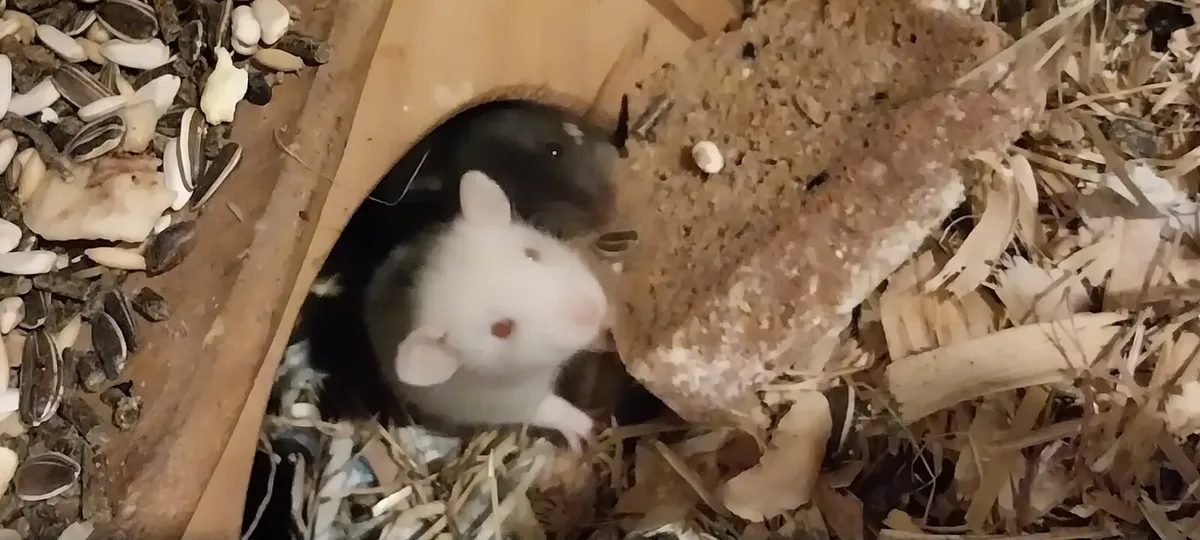 Pet Rat babies - Image 2