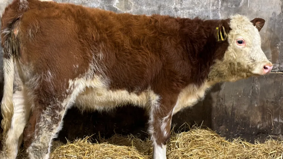 ⭐️Red Roan Hereford Heifer Wealing ⭐️ - Image 4
