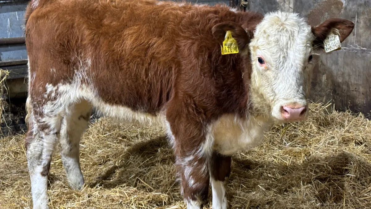 ⭐️Red Roan Hereford Heifer Wealing ⭐️ - Image 3