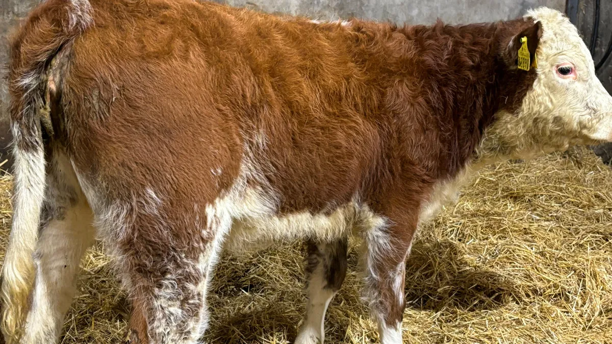 ⭐️Red Roan Hereford Heifer Wealing ⭐️ - Image 2