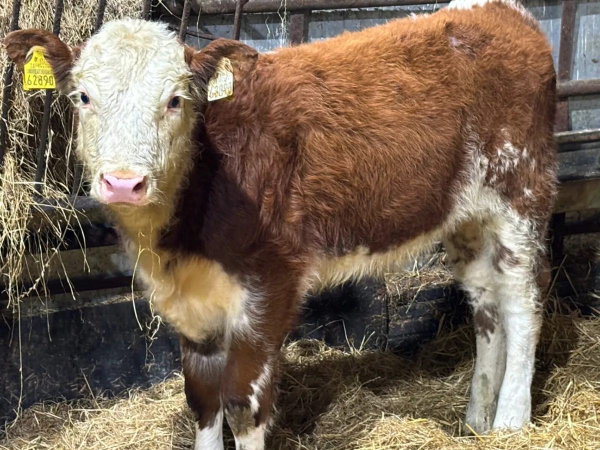 ⭐️Red Roan Hereford Heifer Wealing ⭐️ - Image 1