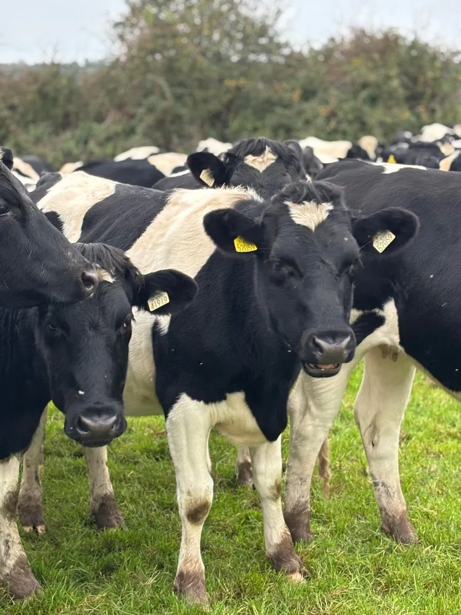 Pedigree British Friesian In Calf Heifers for sale in Co. Limerick for