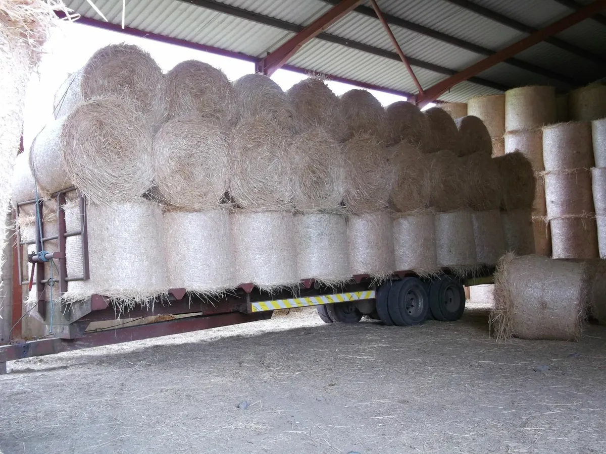 STRAW - Image 4