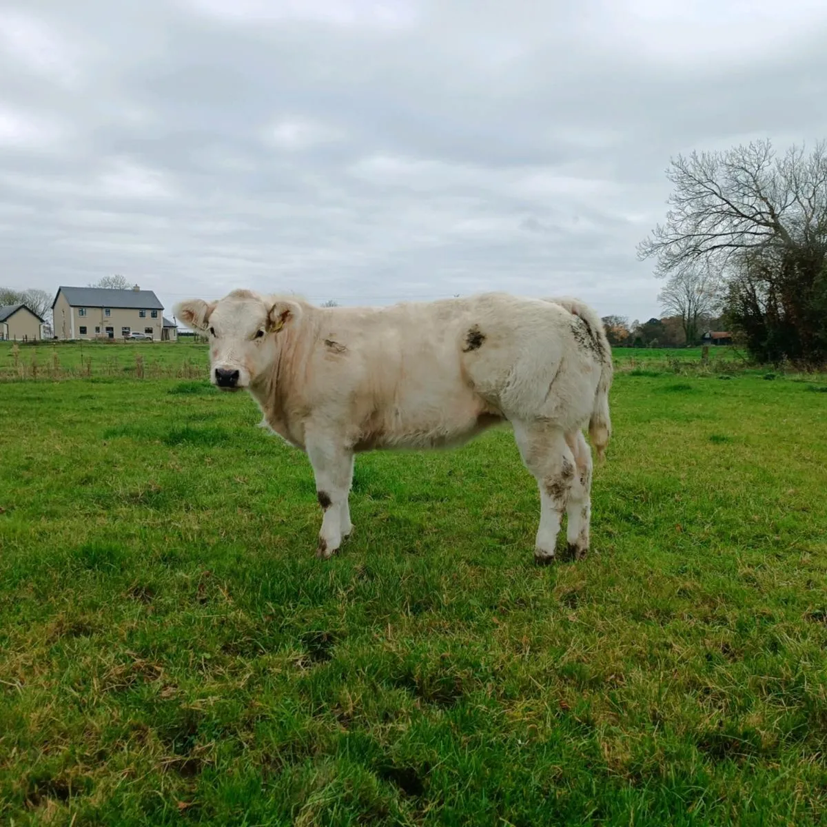 2 Belgian blue bulls full white - Image 4