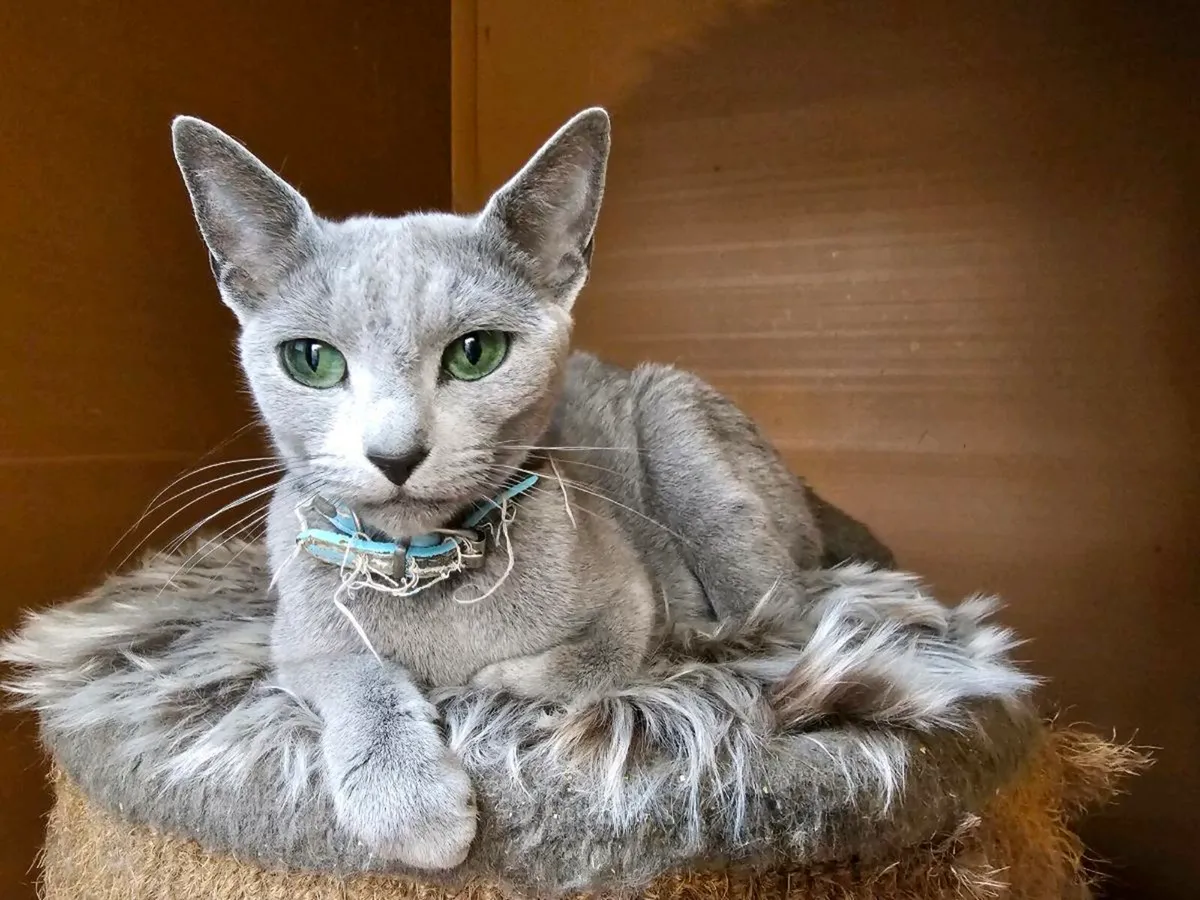 Russian Blue  kittens pedigree and registered TICA - Image 2