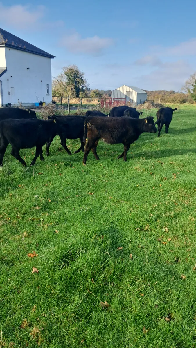 Angus heifers - Image 1