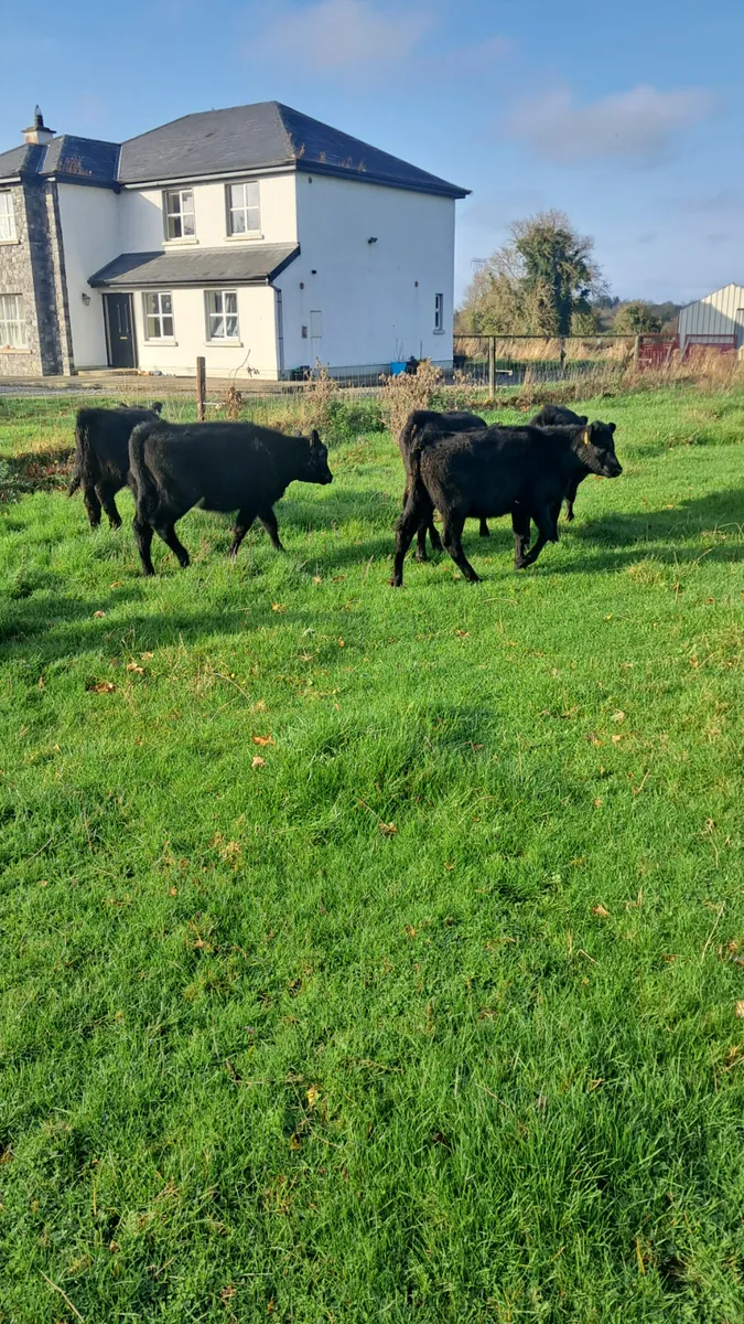 Angus heifers - Image 2
