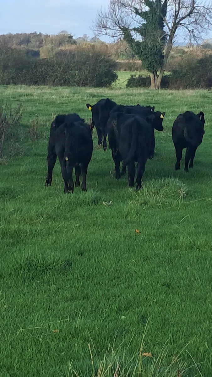 Angus heifers - Image 4