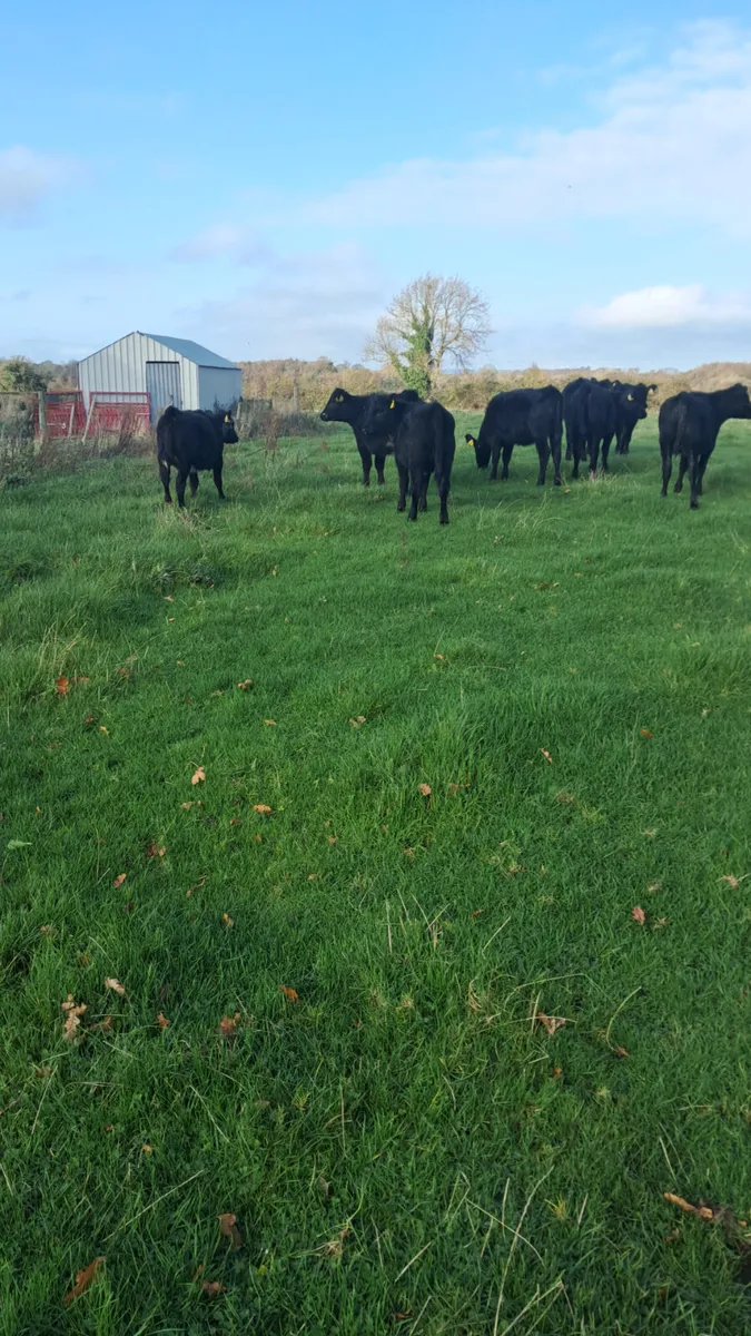 Angus heifers - Image 3