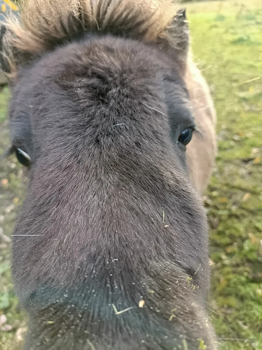 Shetland pony for sale in Co. Fermanagh for €180 on DoneDeal