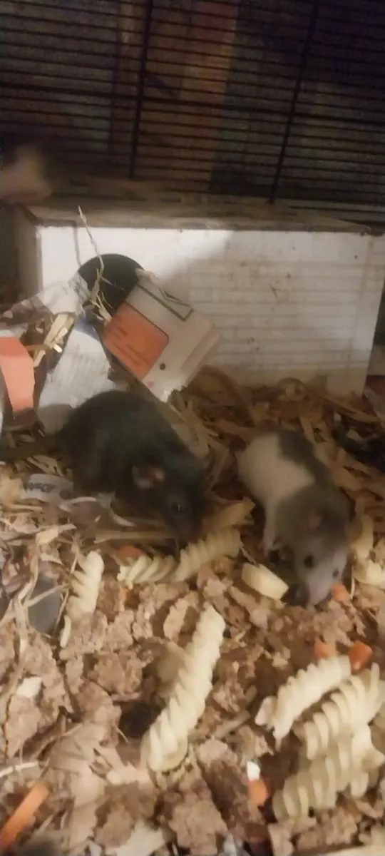 Pet Rat babies - Image 4