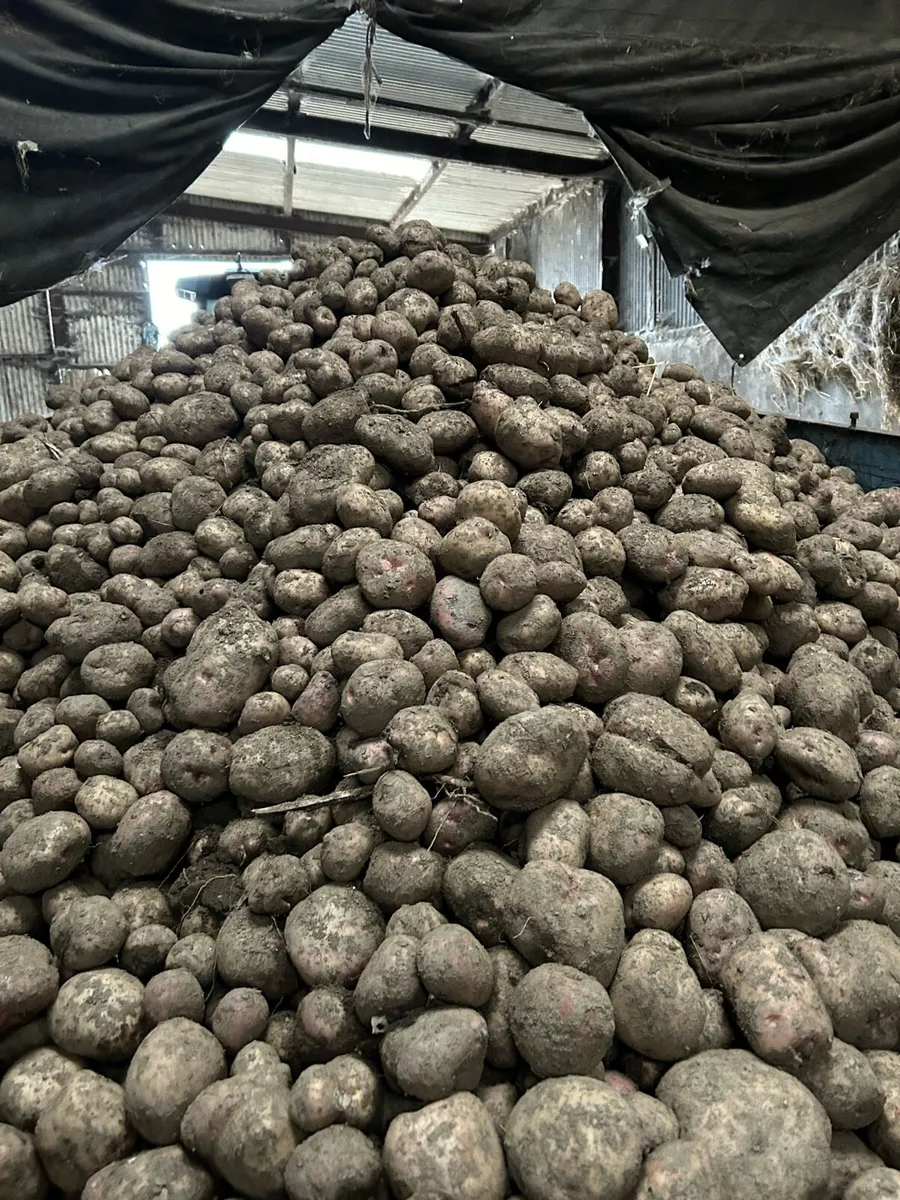 For sale large quantity of pinks & queens potatoes - Image 1