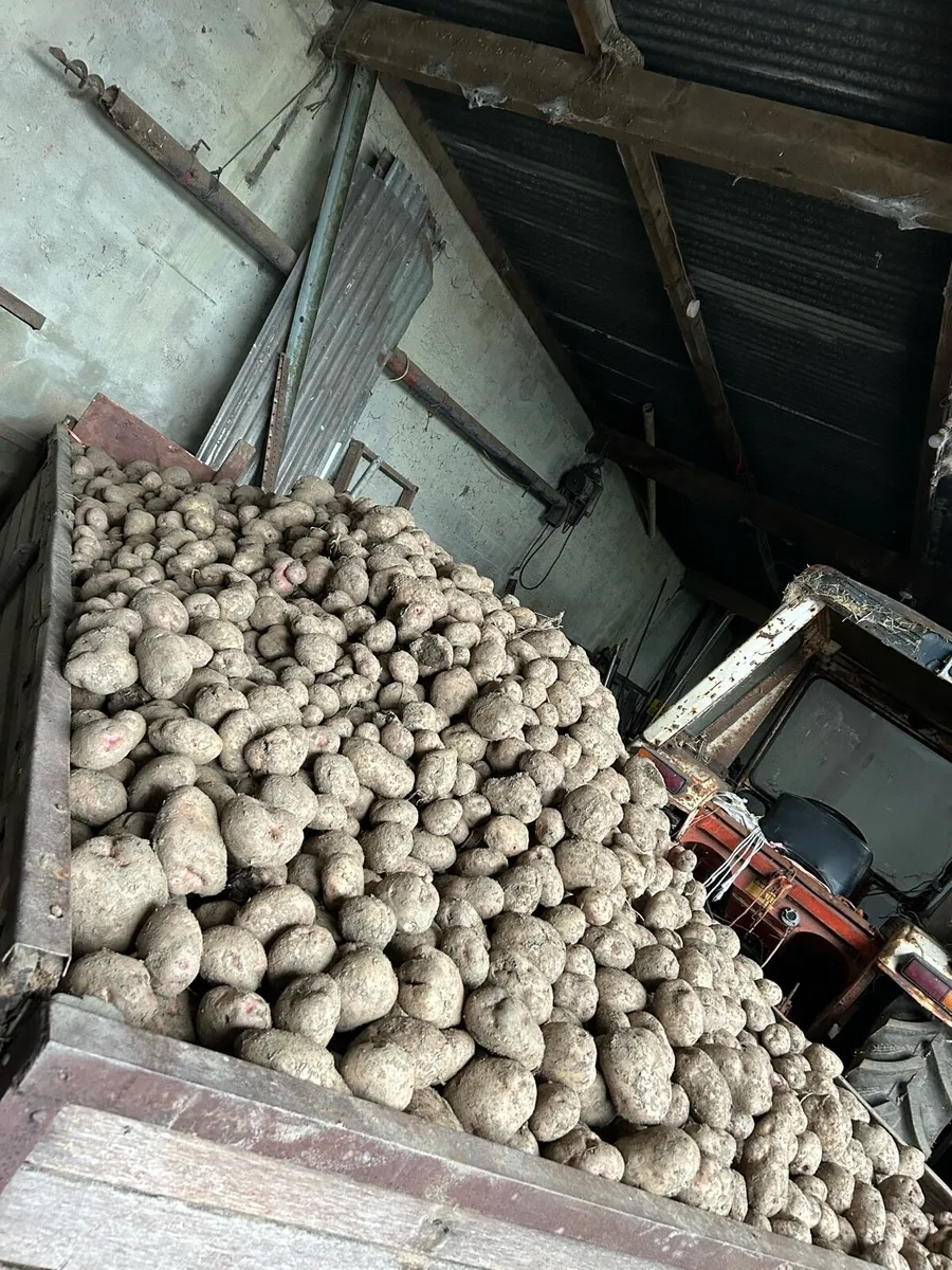 For sale large quantity of pinks & queens potatoes - Image 2